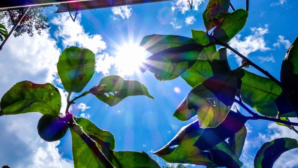 Mε ήλιο και υψηλές θερμοκρασίες τα Χριστούγεννα και η Πρωτοχρονιά – Άνοιξη μέσα στον Χειμώνα