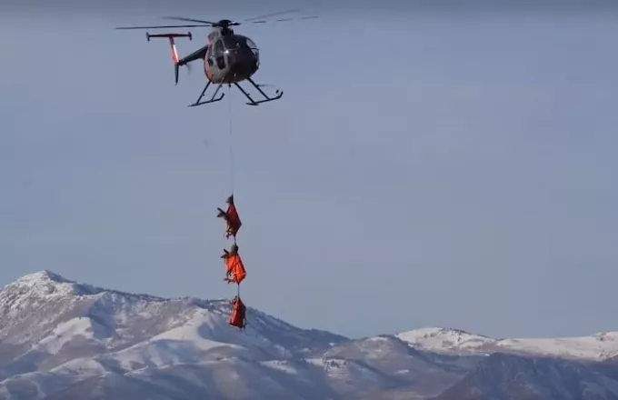 Γιούτα: Η στιγμή που ελάφια μεταφέρονται με ελικόπτερο για να κάνουν εξετάσεις (βίντεο)