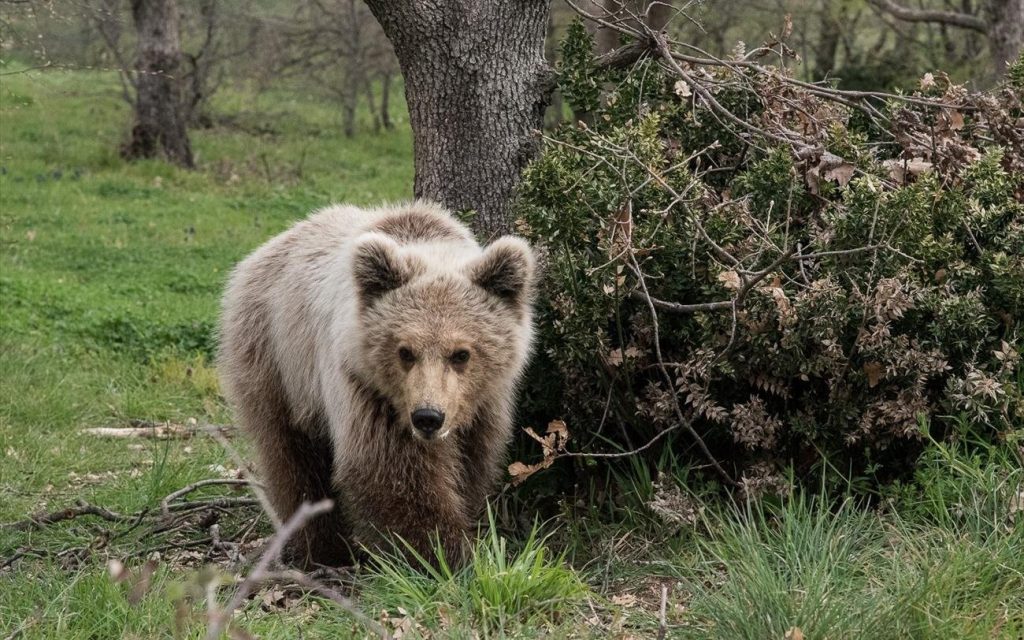 Σε χειμερία νάρκη οι αρκούδες του Αρκτούρου – Είναι η πρώτη φορά που κοιμήθηκαν τόσο νωρίς
