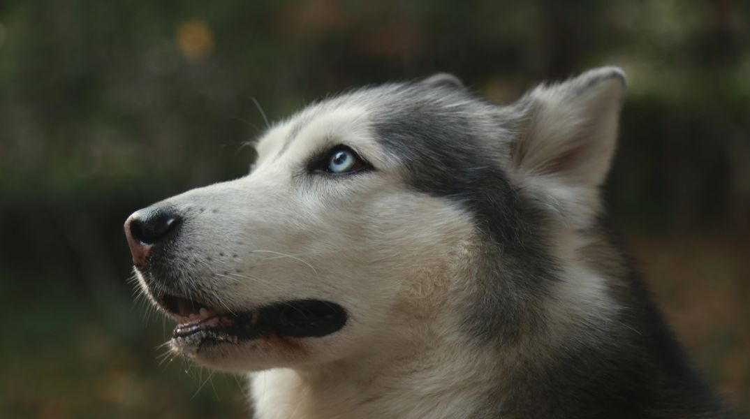 Αράχωβα: Πρώην πρύτανης του ΑΠΘ κλείνει μια και καλή το σενάριο για κακοποίηση του χάσκι από άνθρωπο