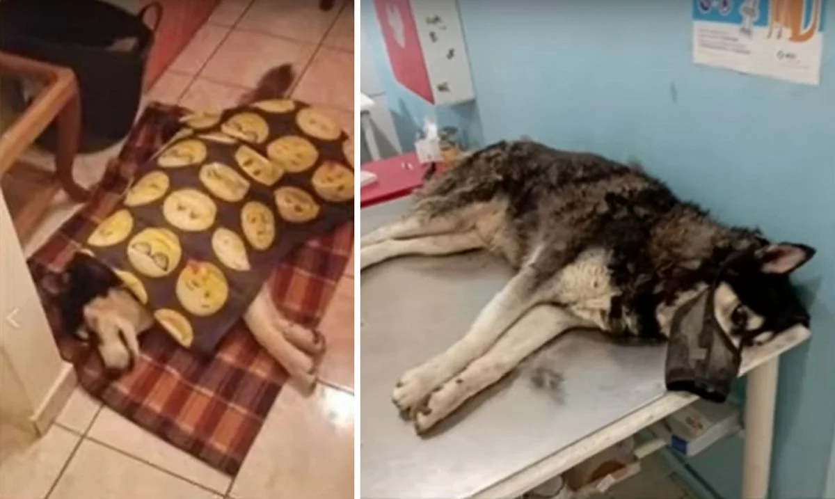 Αράχωβα: Ξένο πραγματογνώμονα-κτηνίατρο σκέφτονται να φέρουν οι εισαγγελικές Αρχές – Συνεχίζεται η έρευνα
