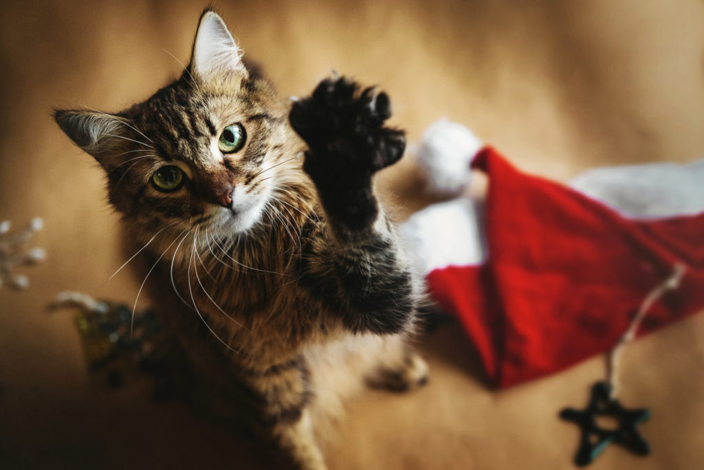 Αυτό το γνωρίζατε; – Η χριστουγεννιάτικη διακόσμηση μπορεί να βλάψει την υγεία της γάτας σας