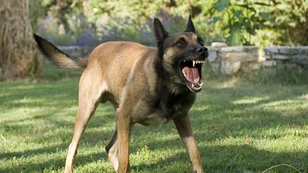 Άγρια επίθεση σκύλου σε 9χρονο στο Καματερό – Μεταφέρθηκε στο νοσοκομείο