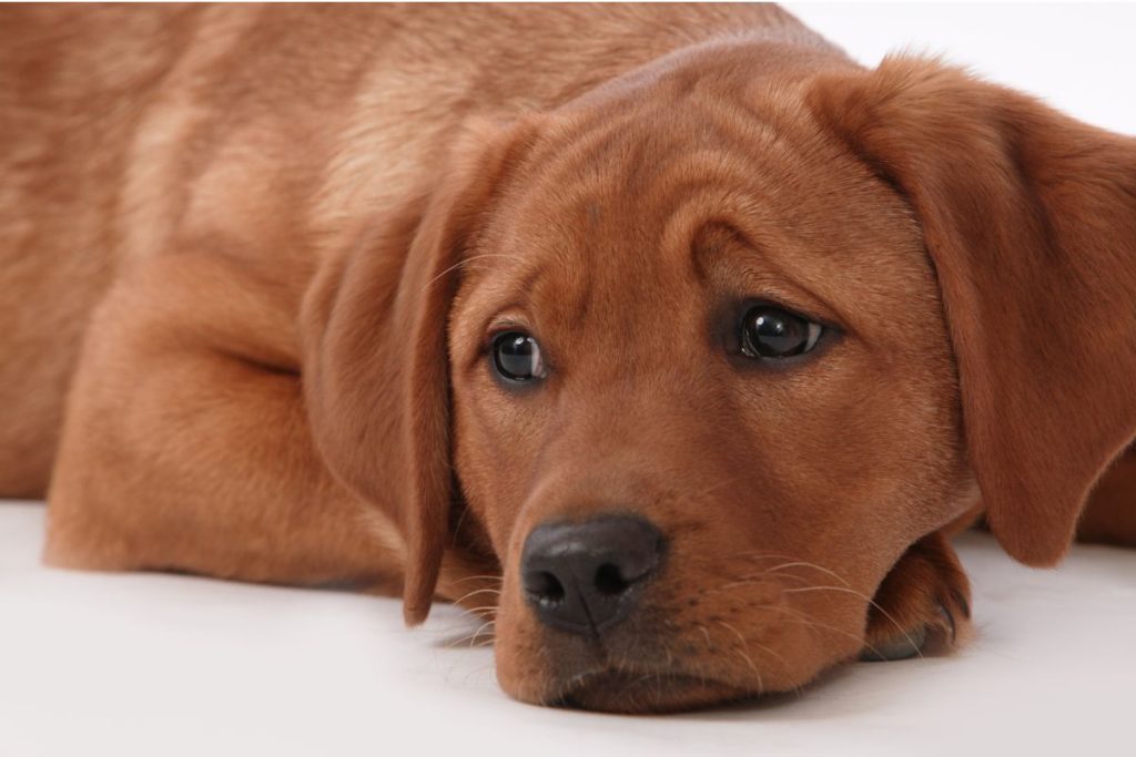 Έχετε αναρωτηθεί ποτέ; – Για ποιο λόγο δακρύζουν τα μάτια του σκύλου;