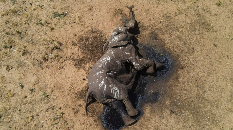 Ζιμπάμπουε: Τουλάχιστον 100 ελέφαντες πέθαναν στο μεγαλύτερο εθνικό πάρκο λόγω ξηρασίας