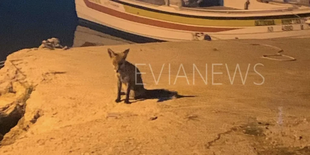 Χαλκίδα: Αλεπού βγήκε βόλτα και ξάφνιασε του περαστικούς (φωτο)