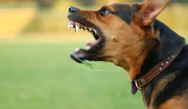 Πάτρα: Στο νοσοκομείο 76χρονος μετά από άγρια επίθεση σκύλου