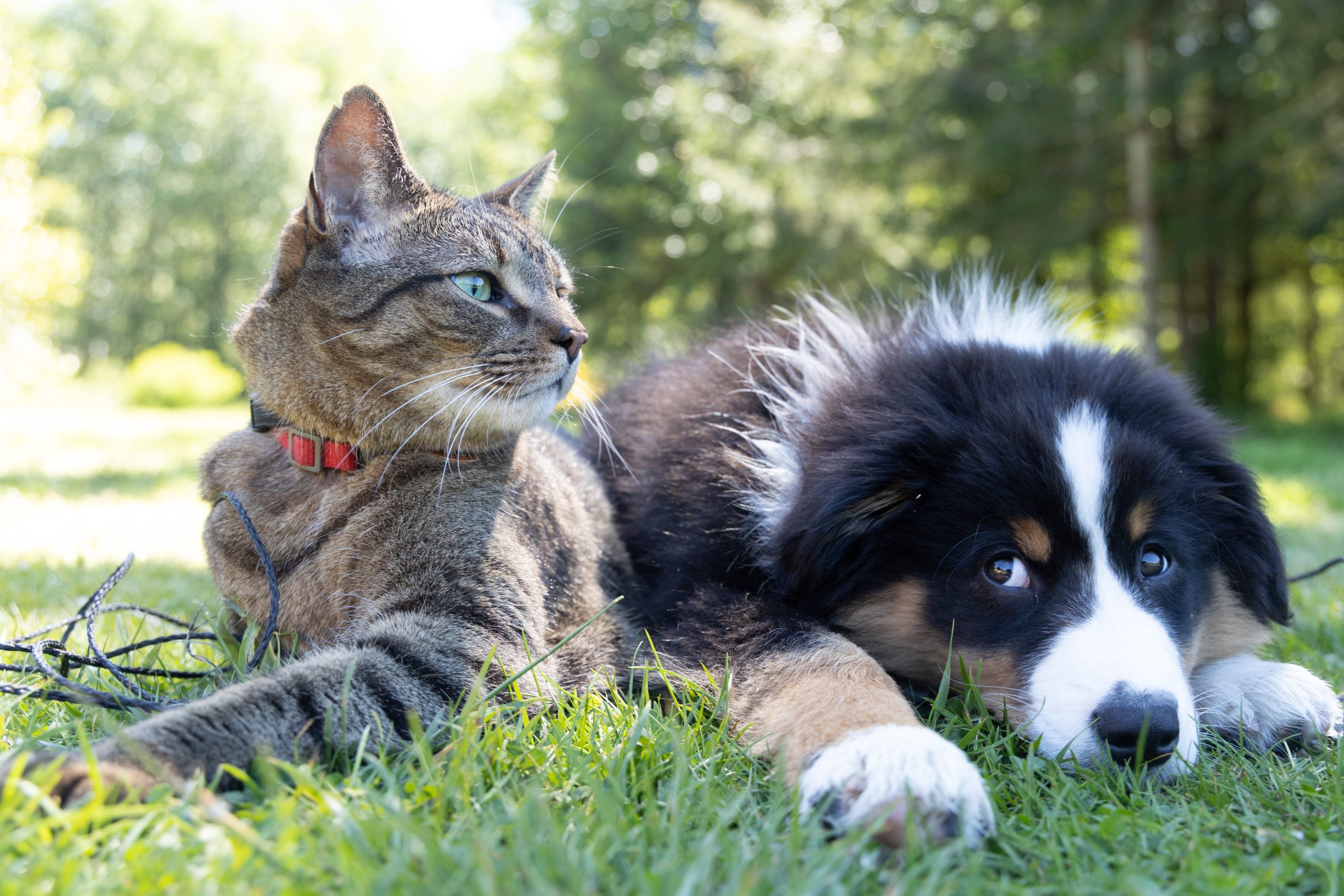 ΗΠΑ: Γάτα σώζει τη ζωή ενός σκύλου λίγο πριν τον κατασπαράξουν τα κογιότ – Απίστευτο βίντεο