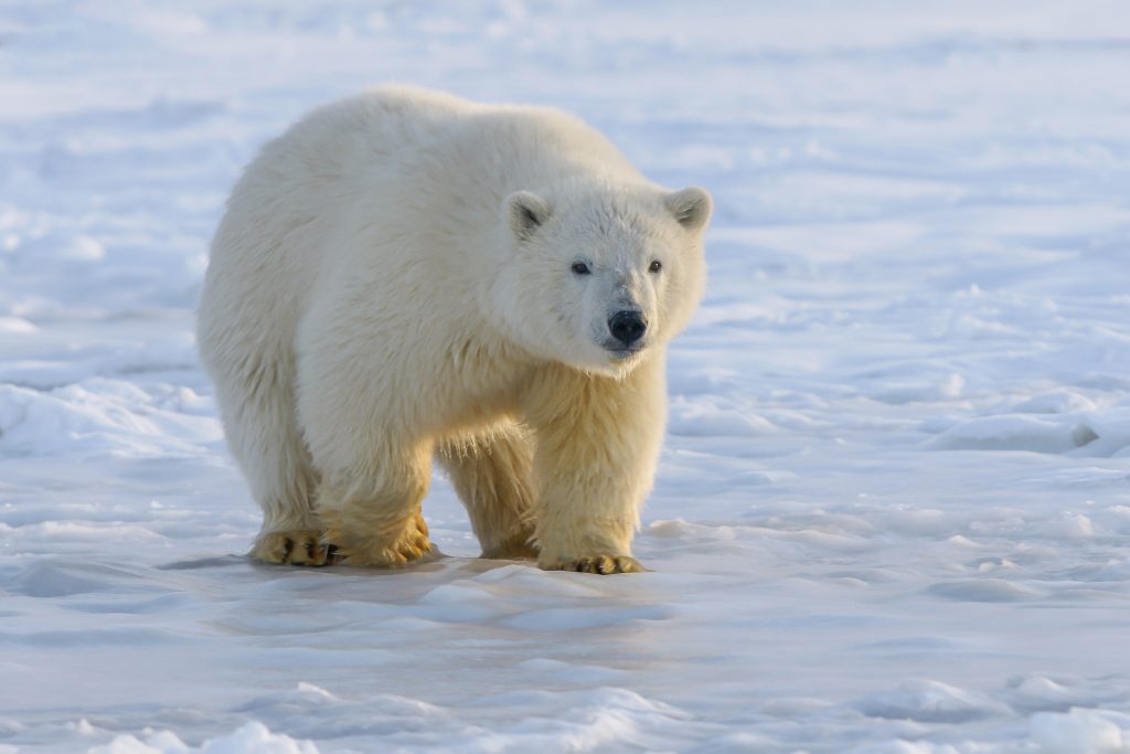 Αλάσκα: Πολική αρκούδα πέθανε από γρίπη των πτηνών