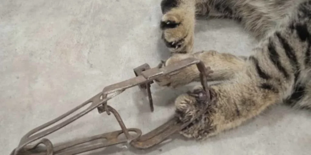 Νέα κτηνωδία στη Λαμία: Γάτα πιάστηκε σε δόκανο (φωτο)