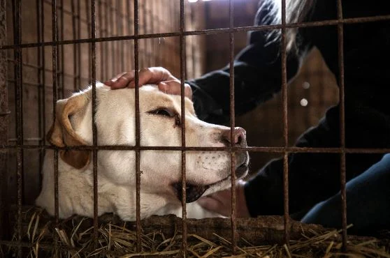 Νότια Κορέα: Το κοινοβούλιο υιοθέτησε νομοσχέδιο που απαγορεύει τη σφαγή σκύλων για κατανάλωση του κρέατος