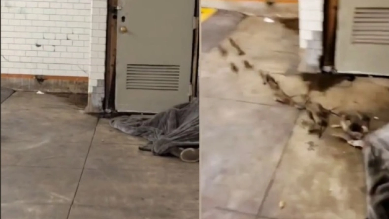 Νέα Υόρκη: Δεκάδες αρουραίοι βγαίνουν από την κουβέρτα άστεγου άνδρα (βίντεο) 