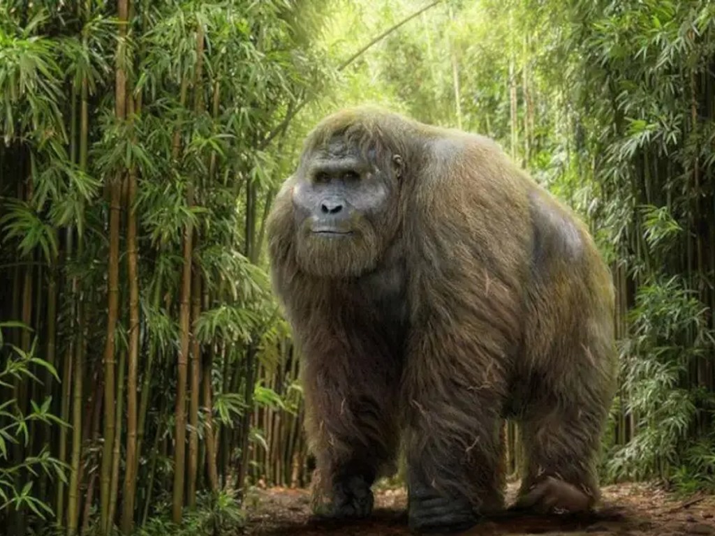 Έχει χαρακτηριστεί ως «ο πραγματικός Κινγκ Κονγκ»: Πότε και γιατί εξαφανίστηκε ο προϊστορικός γιγαντιαίος πίθηκος;
