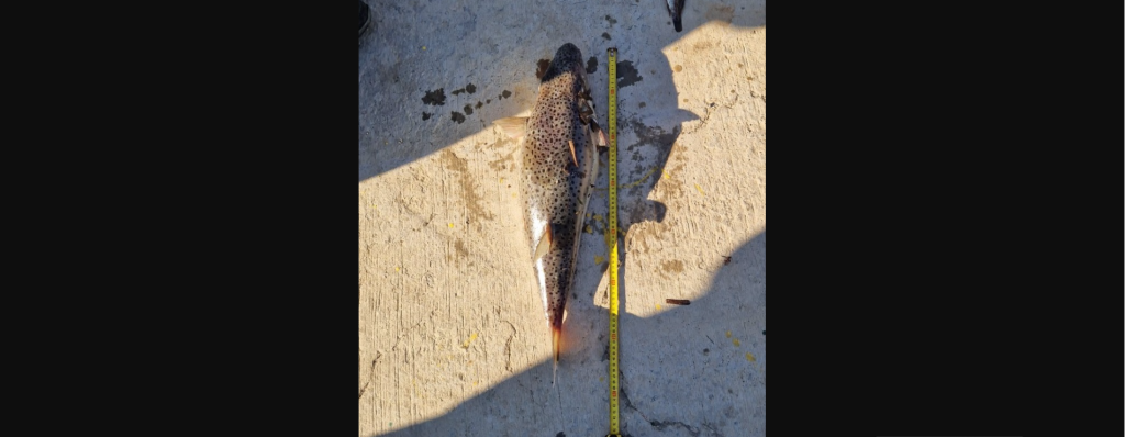 Σε απόγνωση οι αλιείς του Ηρακλείου – Εμφανίστηκαν κοπάδια λαγοκέφαλων