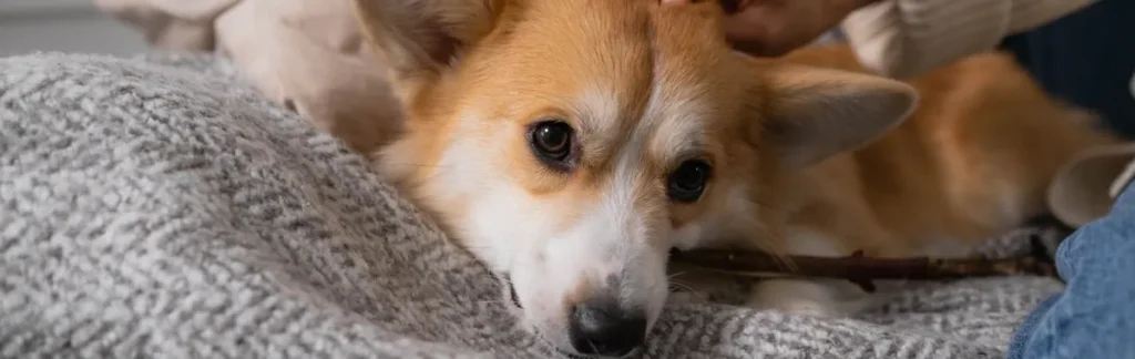 Αυτό το γνωρίζατε; – Γιατί οι σκύλοι έχουν συνήθως καφέ χρώμα ματιών;