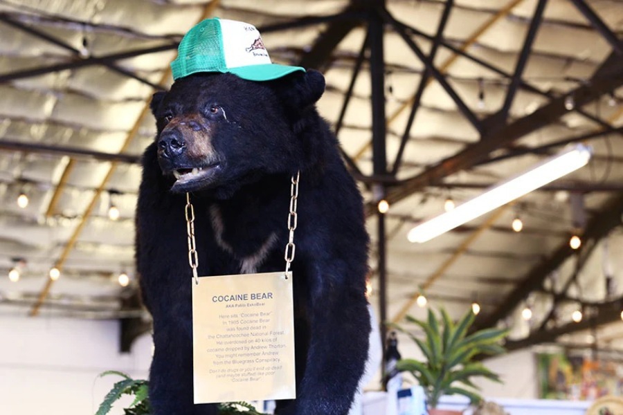 Pablo EskoBear: Η ιστορία της αρκούδας που έφαγε 30 κιλά κοκαΐνη