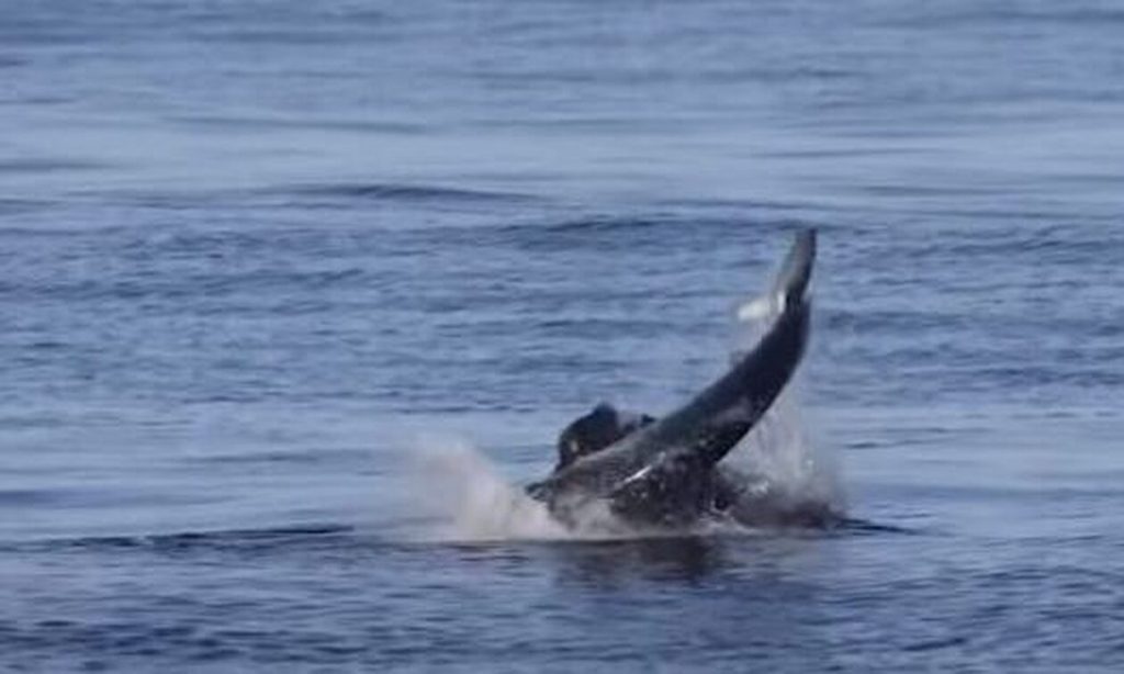 Καλιφόρνια: Θαλάσσιο λιοντάρι επιτίθεται σε καρχαρία και τον κατασπαράζει (βίντεο)