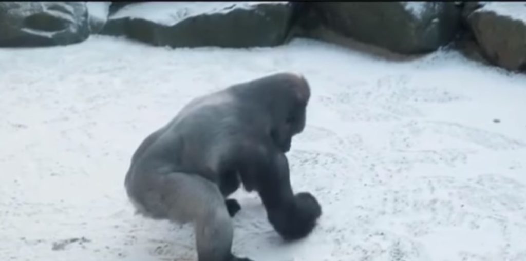 Μπέλφαστ: Γορίλας σε ζωολογικό κήπο διασκεδάζει με το χιόνι φτιάχνοντας χιονόμπαλες (βίντεο)