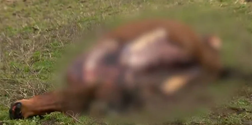 Γρεβενά: Σκληρές εικόνες από την κτηνωδία με τα νεκρά άλογα – «Τα βάλανε σε μια γωνιά και τα ξεκοκκαλίσανε»
