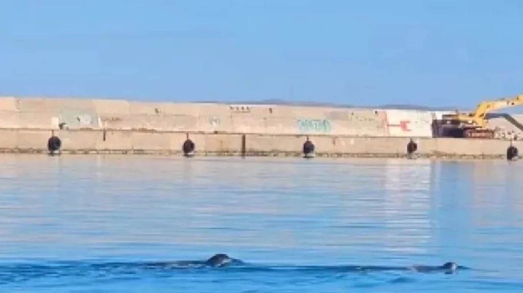 Βίντεο: Φώκιες εμφανίστηκαν στο λιμάνι του Ηρακλείου