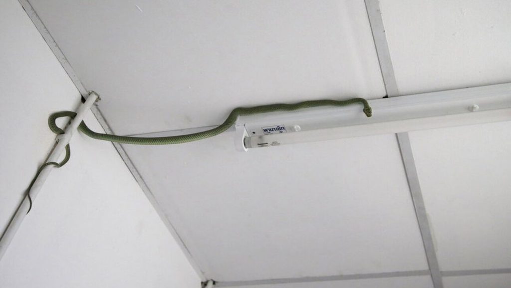 Ζωντανό φίδι μέσα σε αεροπλάνο με προορισμό την Ταϊλάνδη