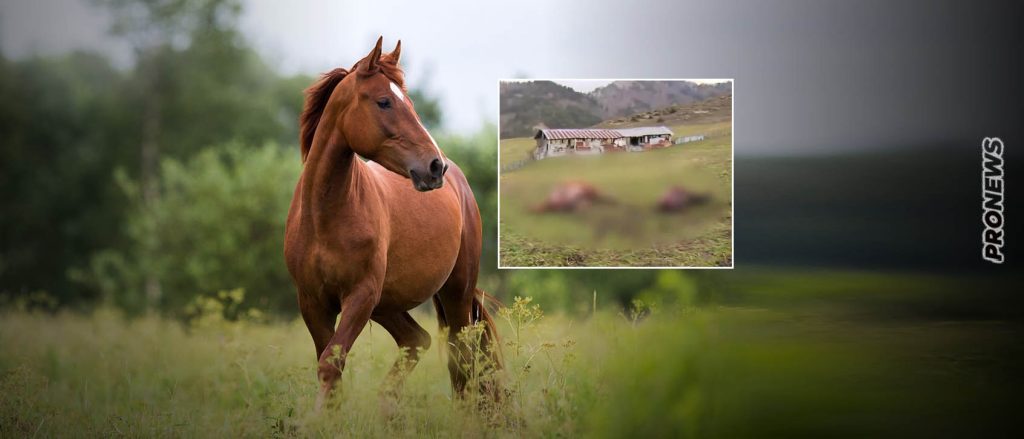 Φρίκη στα Γρεβενά: Αφαίρεσαν 700 κιλά κρέατος από τα άλογα που σκότωσαν και τεμάχισαν
