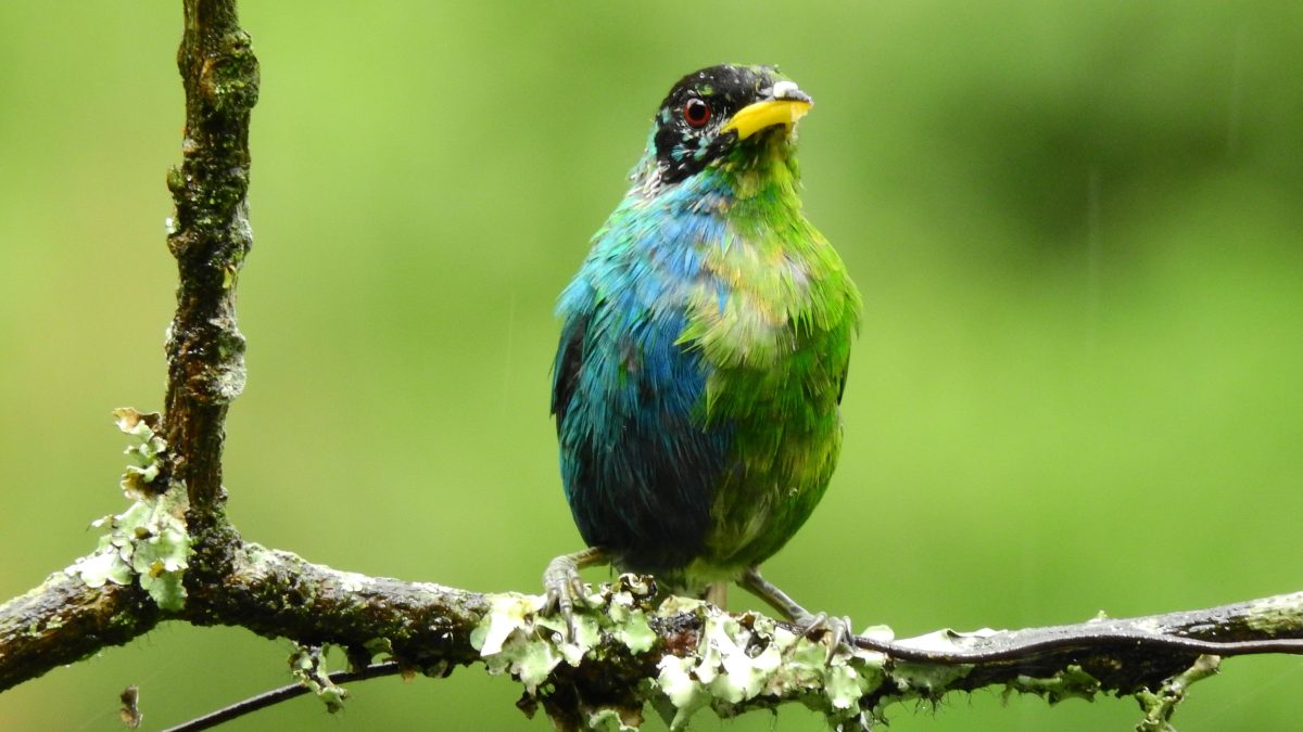 Κολομβία: Εντοπίστηκε σπάνιο πτηνό που το μισό είναι θηλυκό και το άλλο μισό αρσενικό