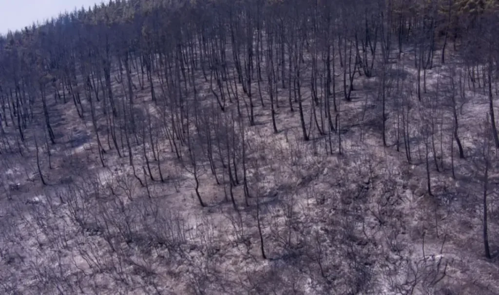 Το WWF ξεκίνησε μελέτη αποκατάστασης για τα 935.000 καμένα στρέμματα στον Έβρο