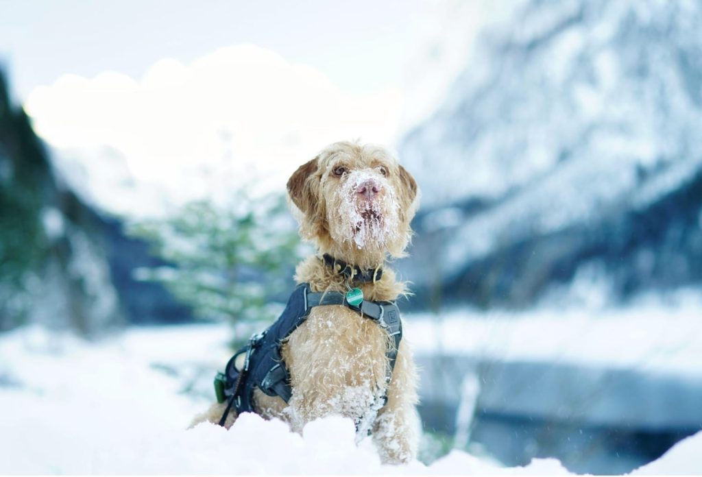 Για ποιο λόγο τα σκυλιά τρώνε το χιόνι; – Είναι ασφαλές;