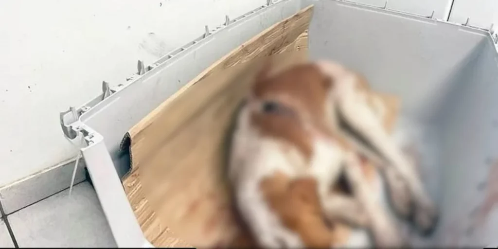 Πυροβόλησαν κυνηγόσκυλο εξ επαφής δύο φορές στην Αχαΐα – Ψάχνουν τον δράστη