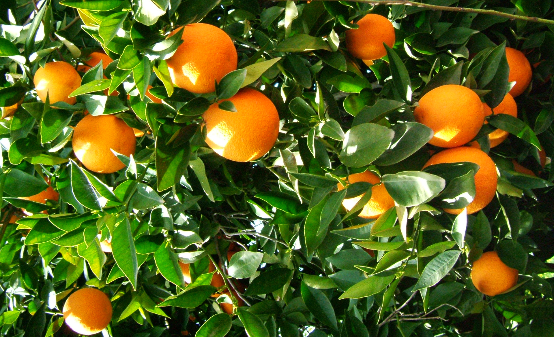 Άρτα: Έκλεψαν από περιβόλι δύο τόνους πορτοκάλια