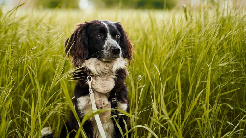 Τελικά πόσο χρονών είναι οι σκύλοι σε ανθρώπινα χρόνια; – Νέα έρευνα απαντά