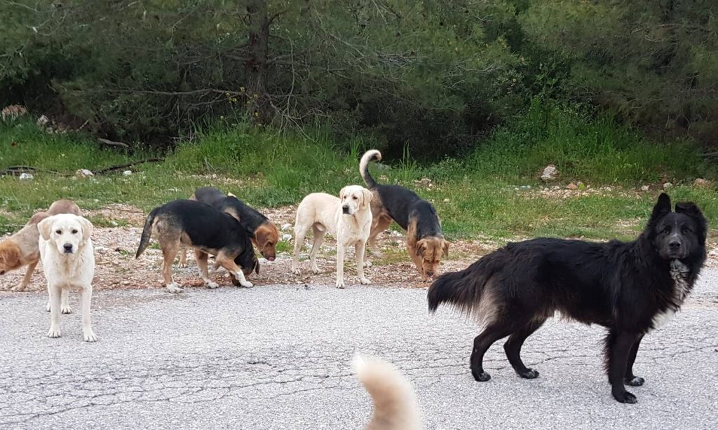 Ιωάννινα: Γυναίκα δέχθηκε επίθεση από έξι αδέσποτα σκυλιά στην περιοχή του Μάτσικα