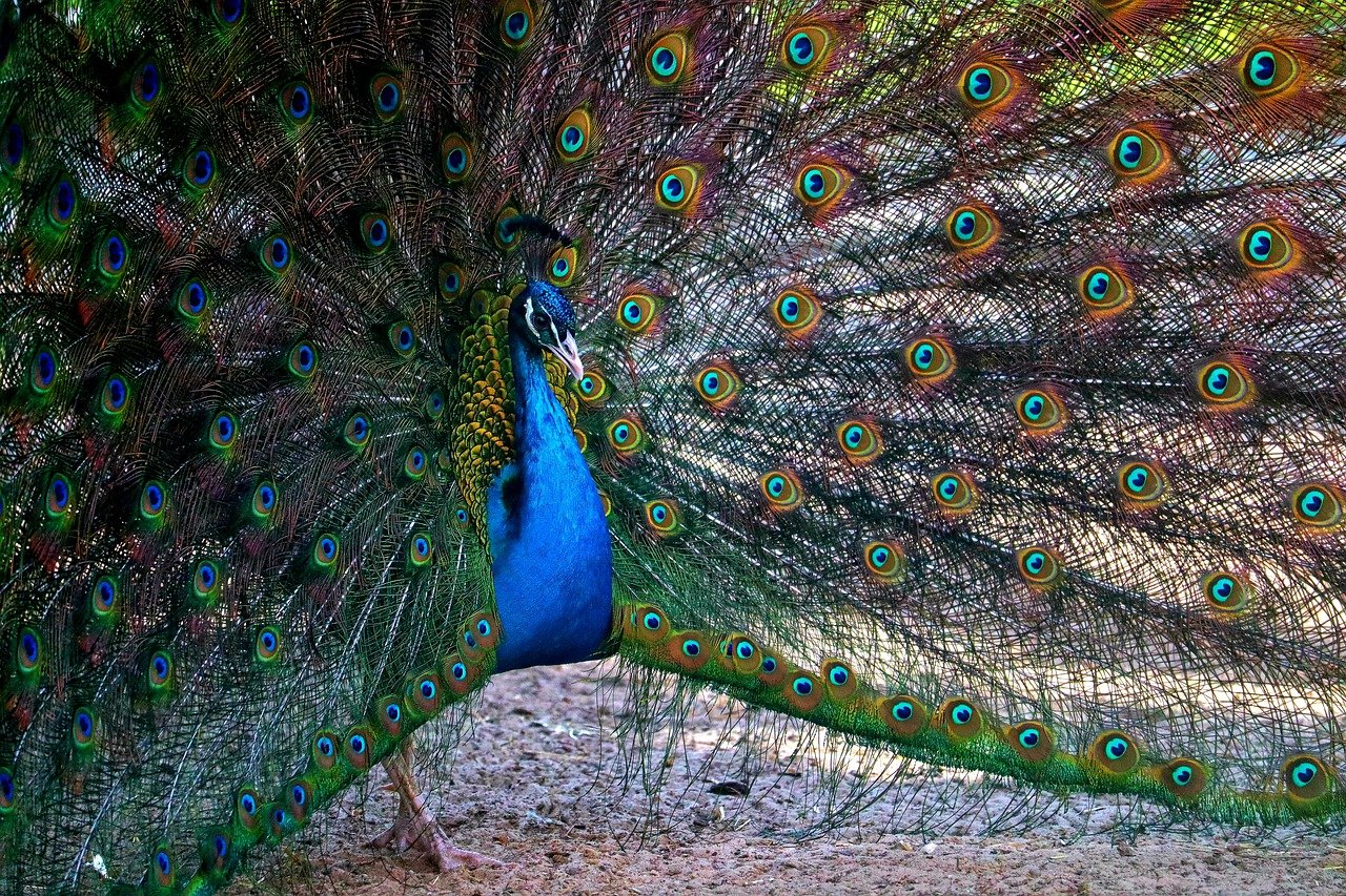 Η εντυπωσιακή ομορφιά που «κρύβεται» στα φτερά ενός παγωνιού (βίντεο)