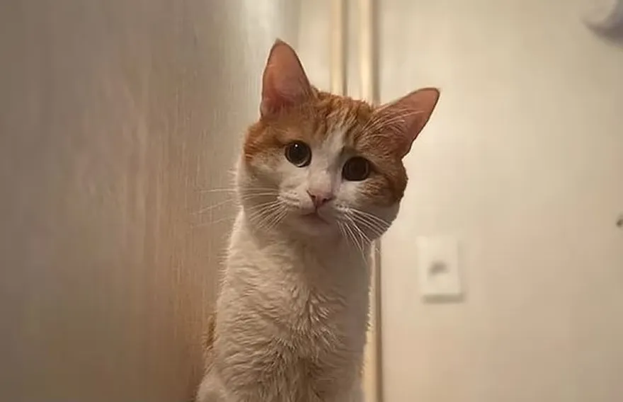 Ρωσία: Σφοδρές αντιδράσεις για ελεγκτή που πέταξε γάτα από τρένο μέσα στα χιόνια