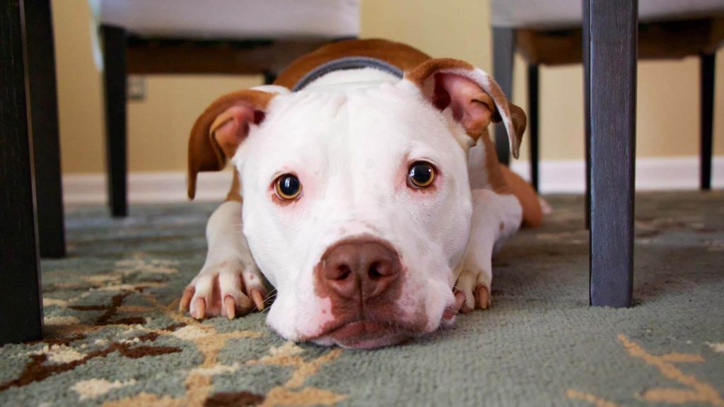 Ιταλία: Πίτμπουλ πήρε το τρένο και ταξίδεψε μόνο του (φώτο)