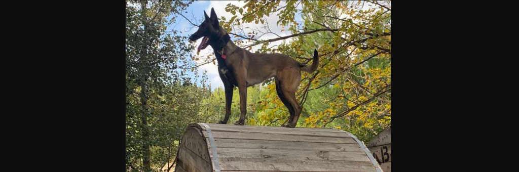 Μεσολόγγι: Αυτός είναι ο εκπαιδευμένος σκύλος που εντόπισε τη σορό του 31χρονου – Έχει λύσει άλλες 3 υποθέσεις