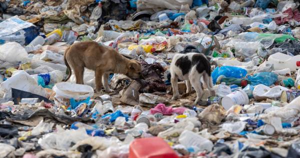 Ξάνθη: Φιλοζωική οργάνωση καταγγέλλει ότι 600 αδέσποτα σκυλιά ζουν στη χωματερή σε άθλιες συνθήκες