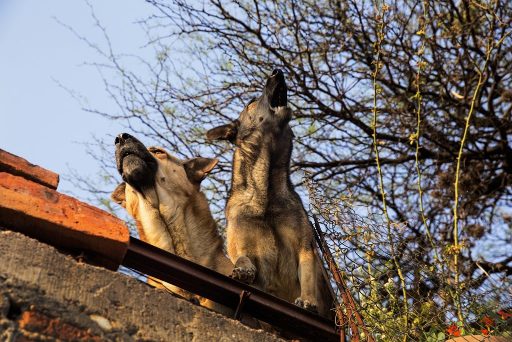 Ηράκλειο: «Καμπάνα» πάνω από 50.000 ευρώ σε 26χρονο και 21χρονο που κρέμασαν σκύλο σε στάνη