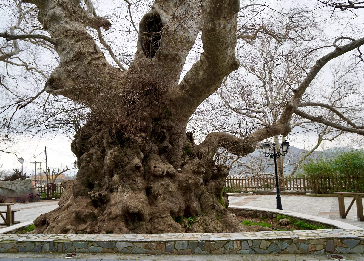 Κράσι: Το χωριό που φιλοξενεί έναν αιωνόβιο πλάτανο 2.000 χρόνων (φώτο)