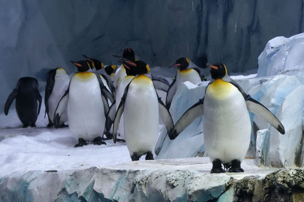 Επιστήμονες εντόπισαν νέες αποικίες αυτοκρατορικών πιγκουίνων στην Ανταρκτική