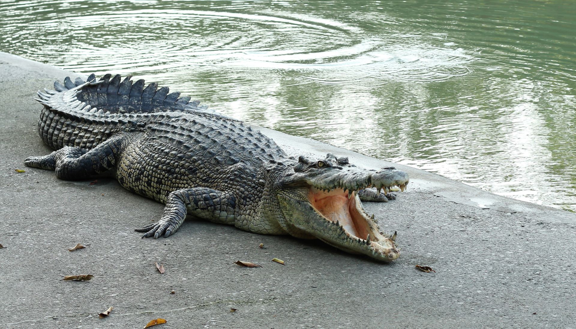 Νότια Καρολίνα: Κροκόδειλος πάγωσε ζωντανός μέσα σε λίμνη – Πώς επιβίωσε (βίντεο)