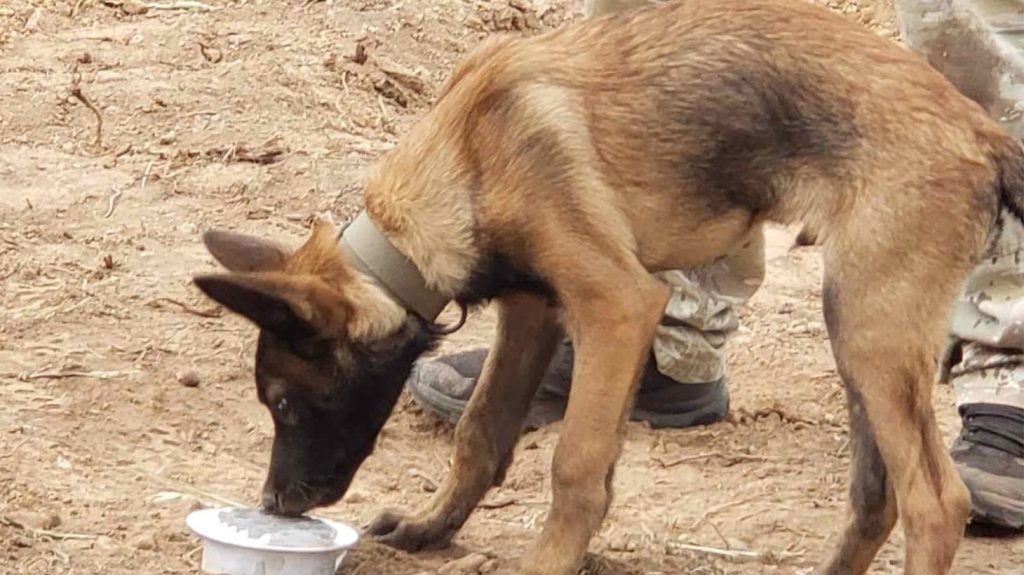 Ο σκύλος που εντόπισε τη σορό του Μπάμπη θα ψάξει για τον 45χρονο που παρασύρθηκε από χείμαρρο στην Ηλεία