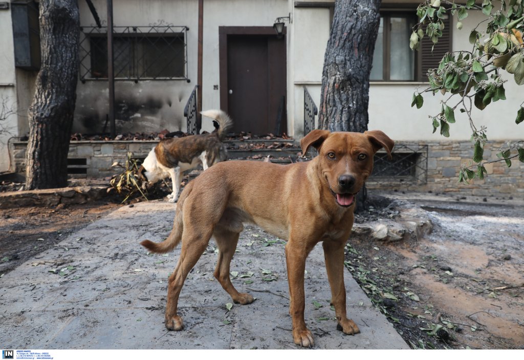 Νέα κτηνωδία στην Πρέβεζα: Πυροβόλησε και σκότωσε σκύλο μέσα στον κόσμο σε περιοχή που έπαιζαν παιδιά