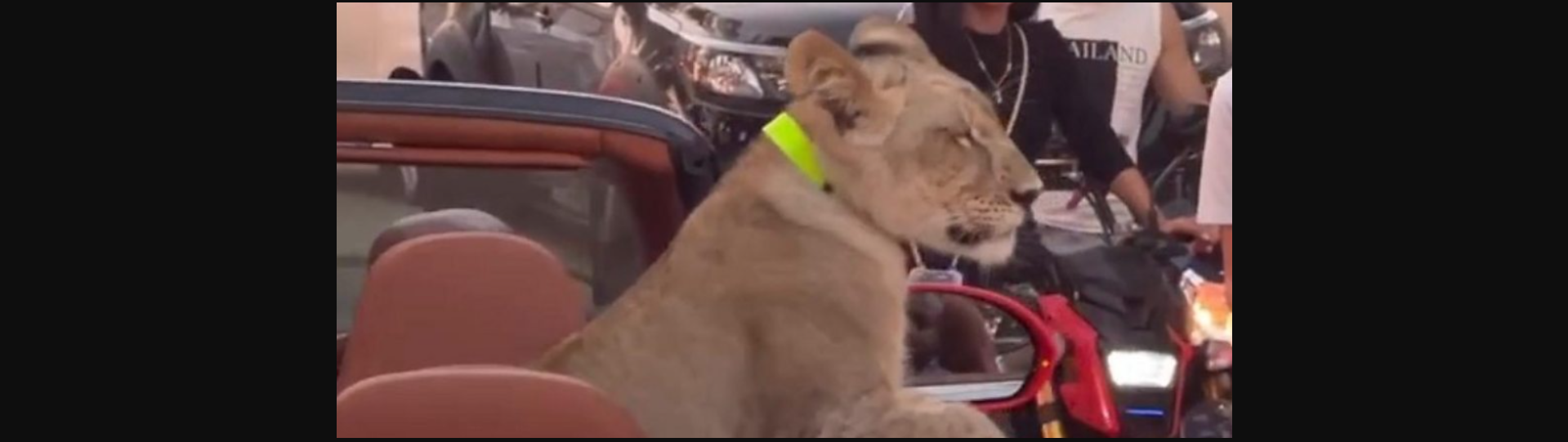 Ταϊλάνδη: Γυναίκα έβγαλε βόλτα το… λιοντάρι της με την Bentley (βίντεο)