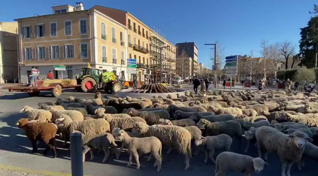 Γαλλία: Οι αγρότες μπλοκάρουν τους δρόμους χρησιμοποιώντας τα πρόβατα τους (βίντεο)
