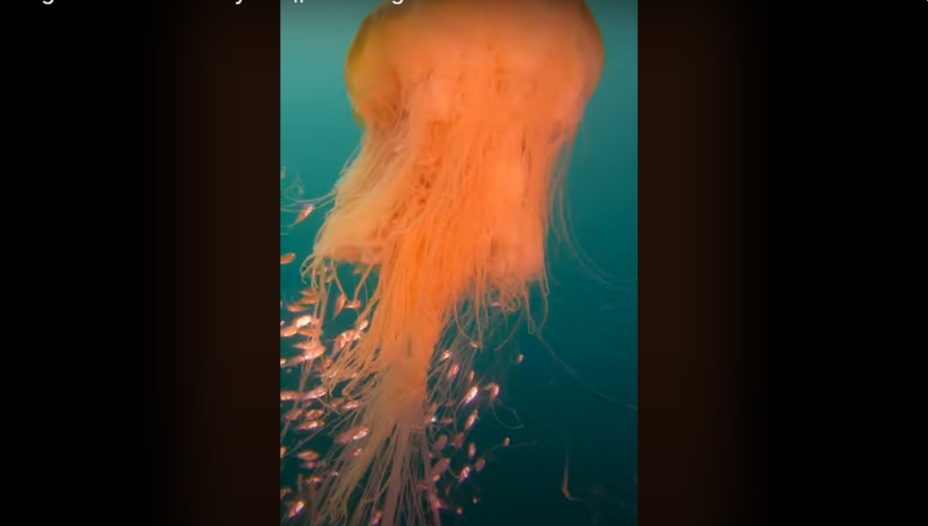 Η μέδουσα που μοιάζει με… χαίτη λιονταριού (βίντεο)