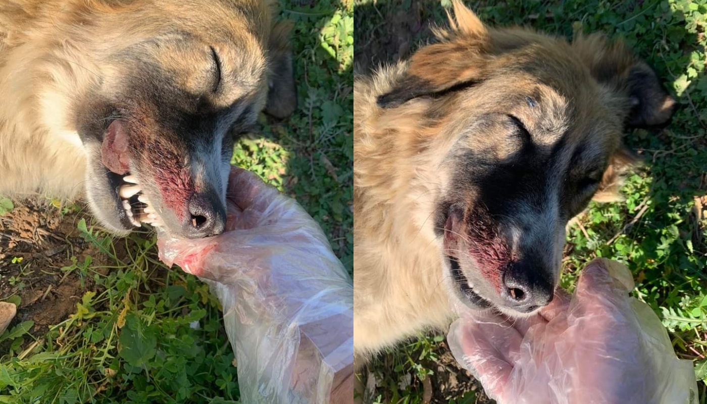 Φρικτή δολοφονία σκύλου στα Μέγαρα – «Άλλος ένας Όλιβερ» (σκληρές εικόνες)