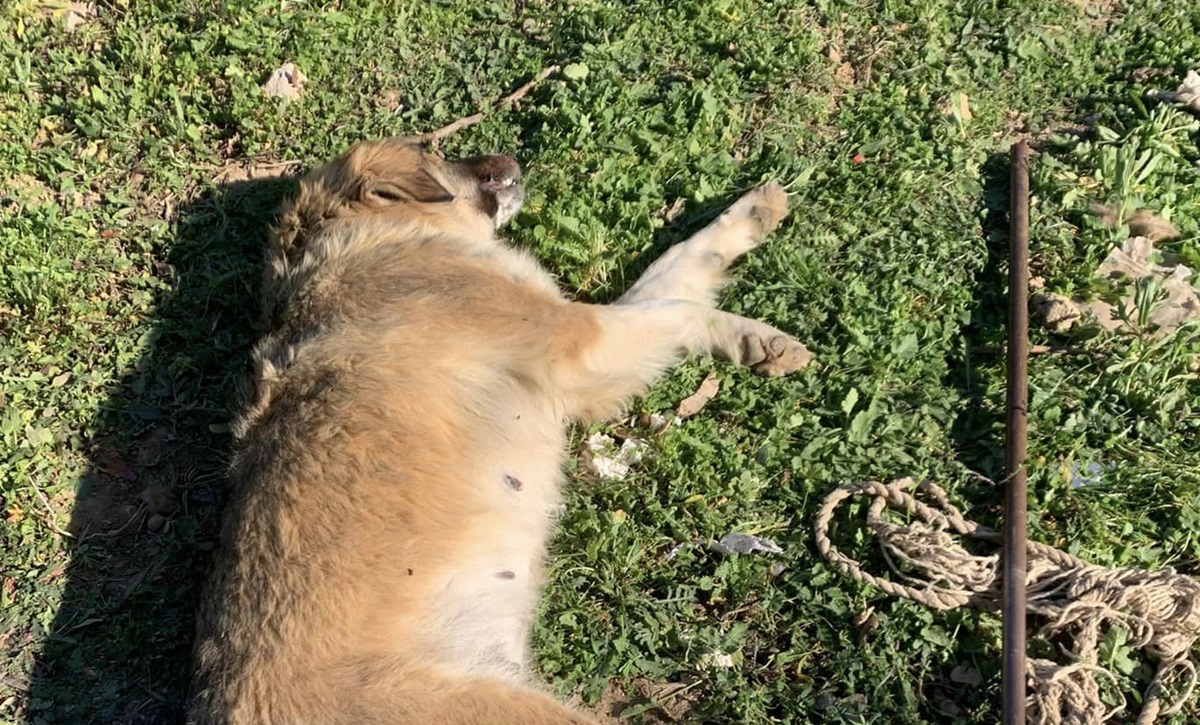 Νέα κτηνωδία στα Μέγαρα: Πυροβόλησαν με αεροβόλο και «παλούκωσαν» σκυλίτσα