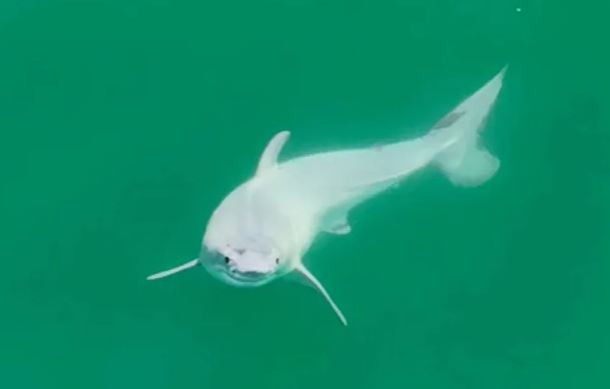 Η πρώτη μέχρι σήμερα φωτογραφία ενός νεογέννητου λευκού καρχαρία